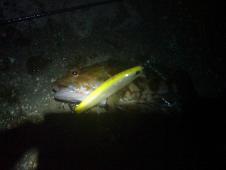 浜名湖 弁天島 メバリング