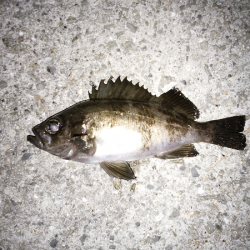 活性は高いが…