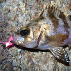 夕マズメメバリング