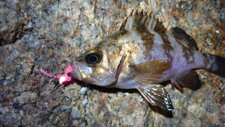 夕マズメメバリング