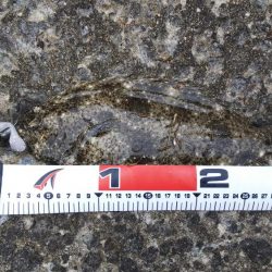 ヒラメ、メバル