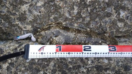 ヒラメ、メバル