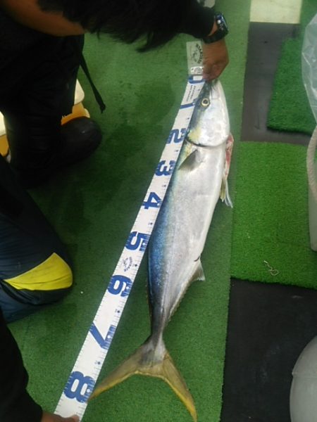 春ブリきたー！