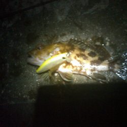 浜名湖 弁天島 メバリング