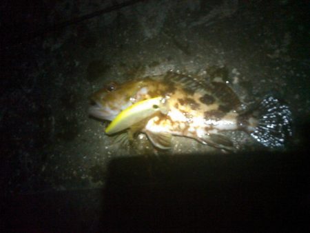 浜名湖 弁天島 メバリング