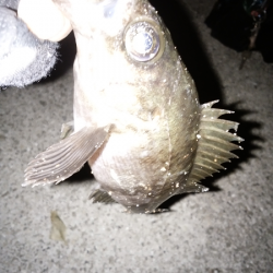 活性は高いが…