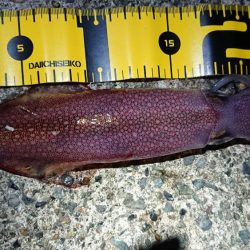 メバリングとエギング