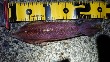 メバリングとエギング