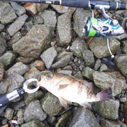 ヒラメ、メバル