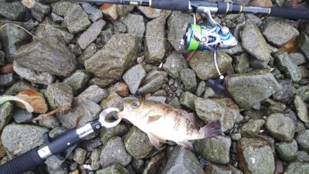 ヒラメ、メバル