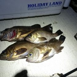 また、メバルを狙ってしまった。