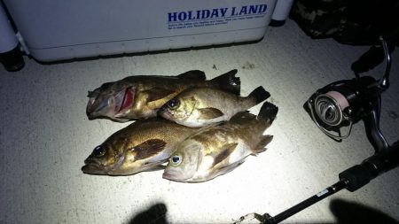 また、メバルを狙ってしまった。