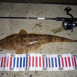 シーバス釣行にて外道を含む釣果