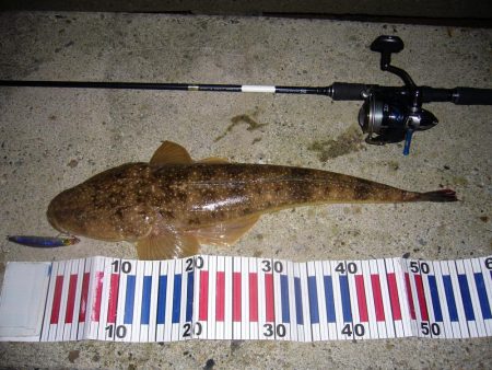 シーバス釣行にて外道を含む釣果