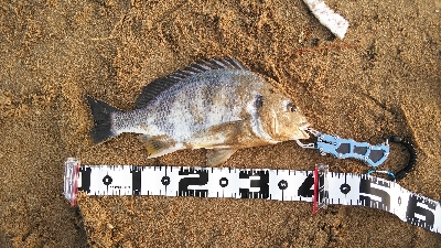 朝練でキビレ2匹ゲット。IPに好反応でした…