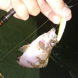 新月大潮のメバリング