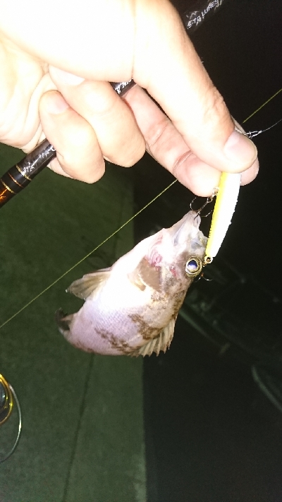 新月大潮のメバリング