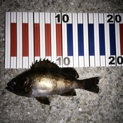 活性は高いが…