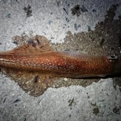 メバリングとエギング