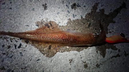 メバリングとエギング