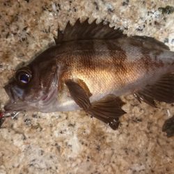 メバルプラッキング