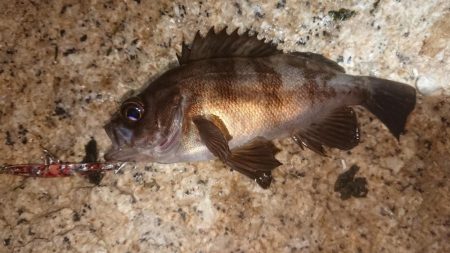 メバルプラッキング