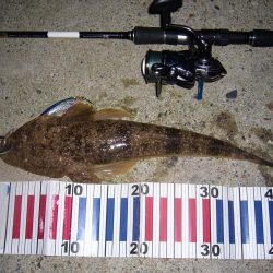 シーバス釣行にて外道を含む釣果