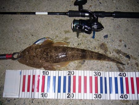 シーバス釣行にて外道を含む釣果