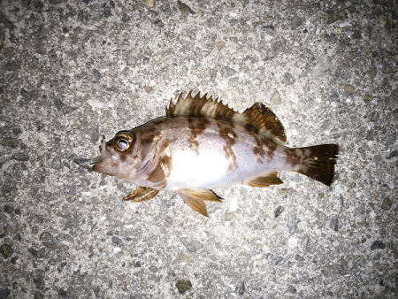 活性は高いが…