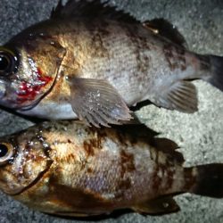 仕事終わりメバリング