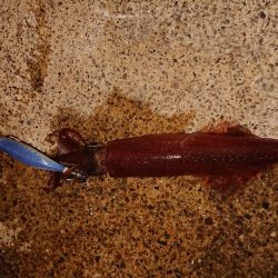 今期初の満足できた釣り