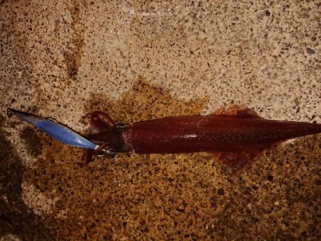 今期初の満足できた釣り