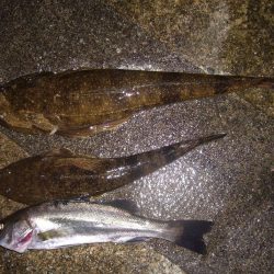 シーバス釣行にて外道を含む釣果