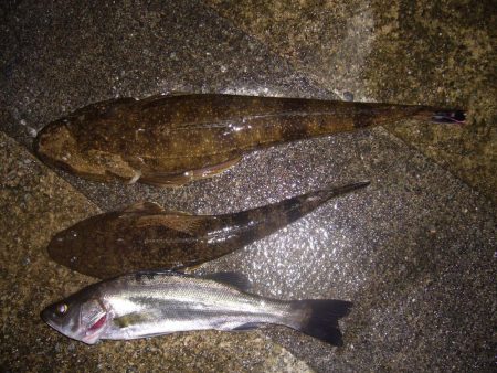 シーバス釣行にて外道を含む釣果