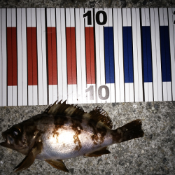 活性は高いが…