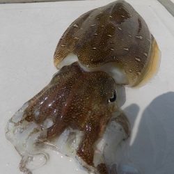 フィッシングボート空風(そらかぜ) 釣果