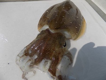 フィッシングボート空風(そらかぜ) 釣果