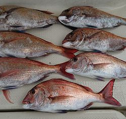 松本釣船２ 釣果