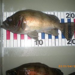 姫路市立遊魚センター 釣果