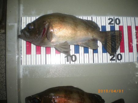 姫路市立遊魚センター 釣果