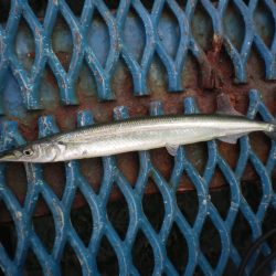 オリジナルメーカー海づり公園(市原市海づり施設) 釣果