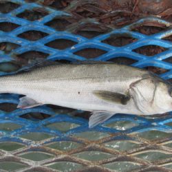 オリジナルメーカー海づり公園(市原市海づり施設) 釣果