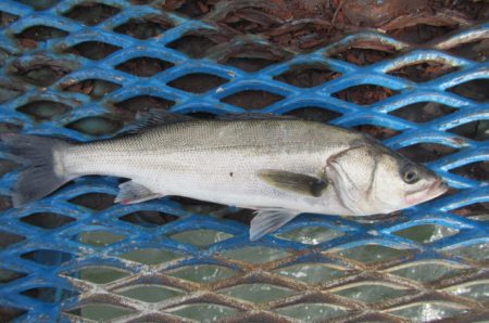 オリジナルメーカー海づり公園(市原市海づり…