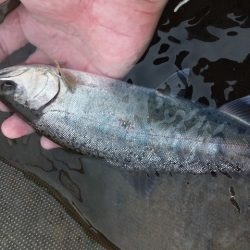 狩野川（狩野川漁業協同組合） 釣果