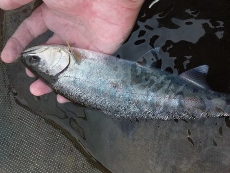 狩野川（狩野川漁業協同組合） 釣果