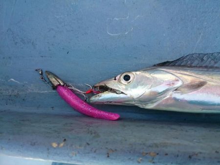 深川　吉野屋 釣果