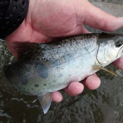 狩野川（狩野川漁業協同組合） 釣果