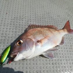 IDATEN(イダテン) 釣果