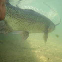 フィッシングレイクたかみや 釣果