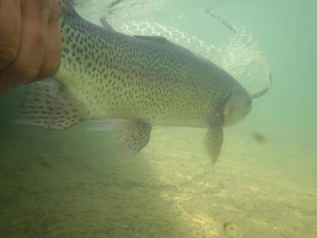 フィッシングレイクたかみや 釣果
